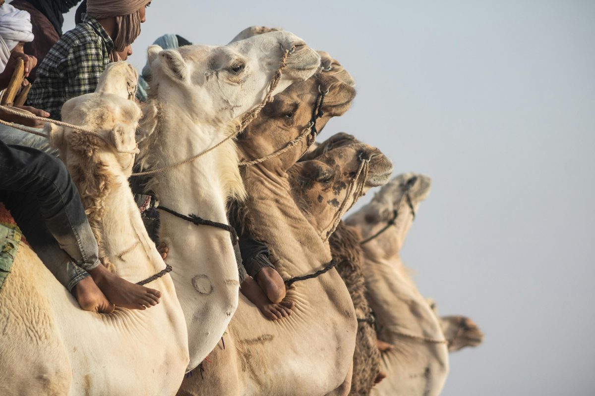 Read more about the article Přednáška Nomádi – cesty s kočovníky Asie a Afriky